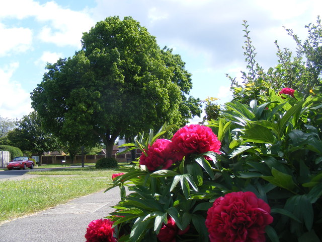 Peonies in Suburbia